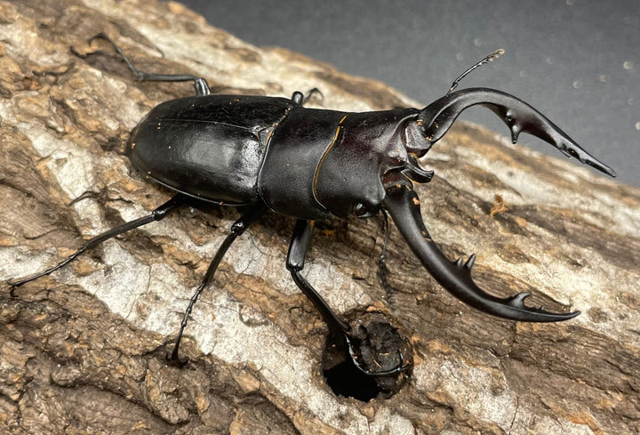 【WD】《アマミノコギリ 70mm ペア》