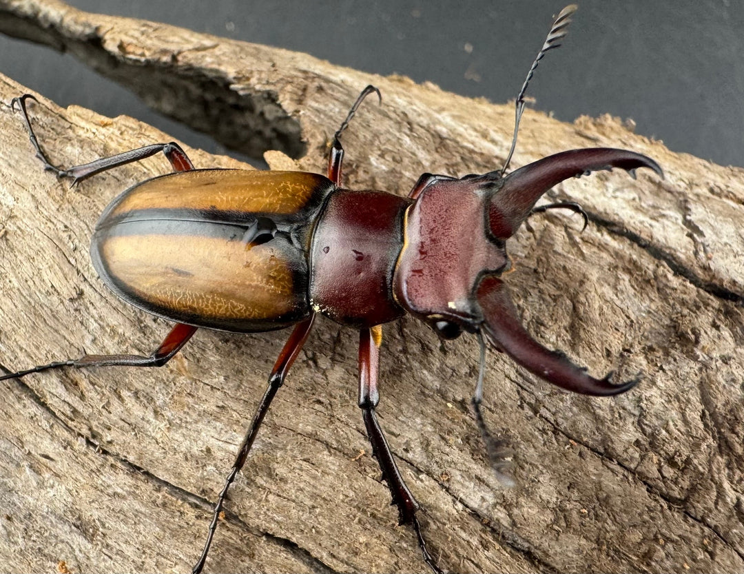 【WD】《ラエトゥスミヤマクワガタ 35mm ペア》