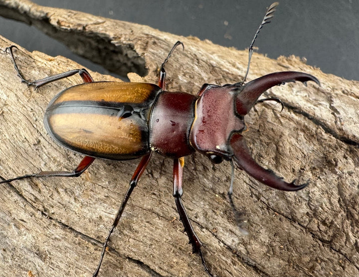 【WD】《ラエトゥスミヤマクワガタ 35mm ペア》