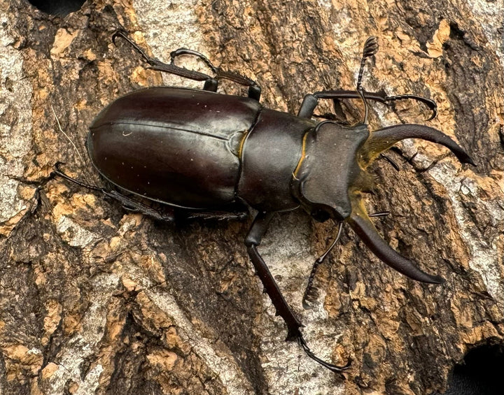 【WD】《フライミヤマクワガタ 48mm ペア》