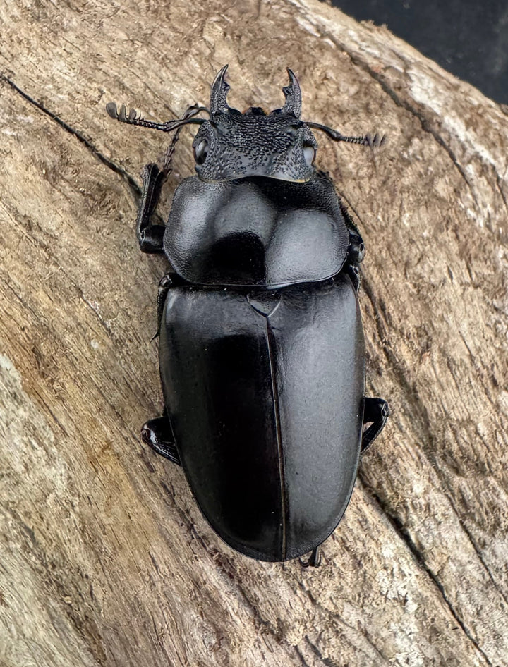 《ギラファノコギリ亜種ケイスケ 109mm ペア》