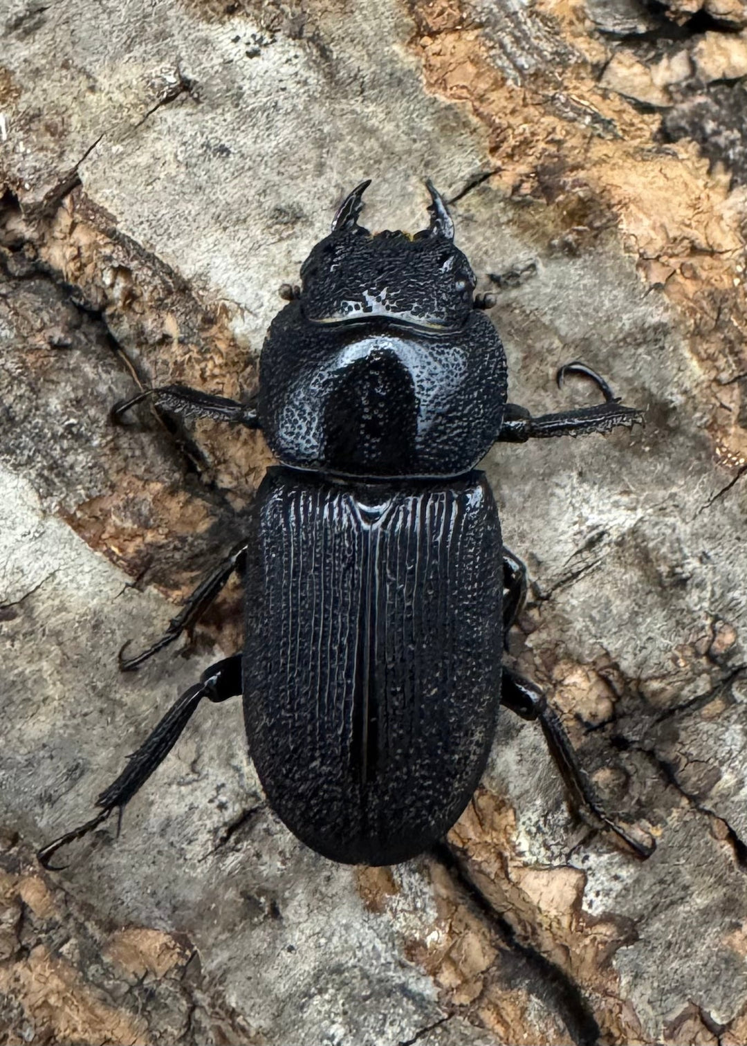 【WD】《ドルクスリンビン 42mm ♂♀♀トリオ》