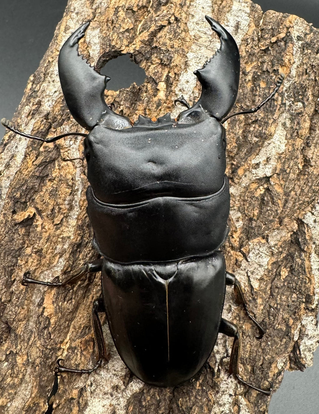 極太《スマトラオオヒラタ 90mm ペア》