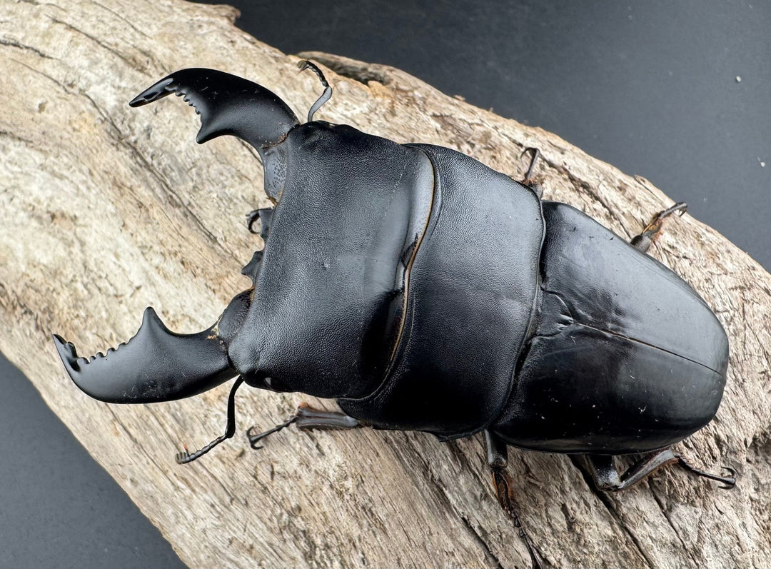 【WF1】《スマトラオオヒラタ アチェ産 93mm ペア》