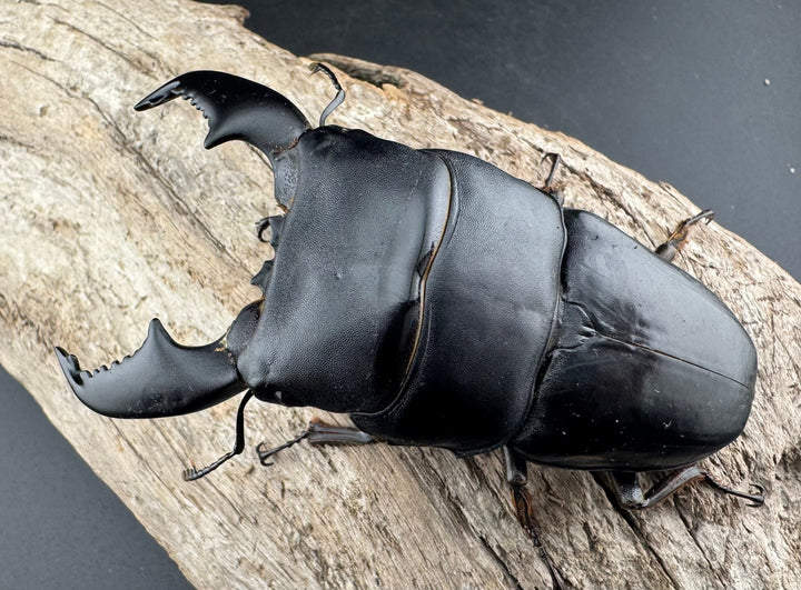 【WF1】《スマトラオオヒラタ アチェ産 93mm ペア》