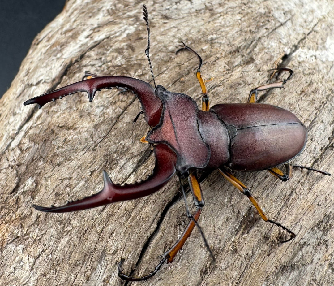 【WD】《マラッシミヤマ（マラッツィミヤマ） 48.5mm ペア》