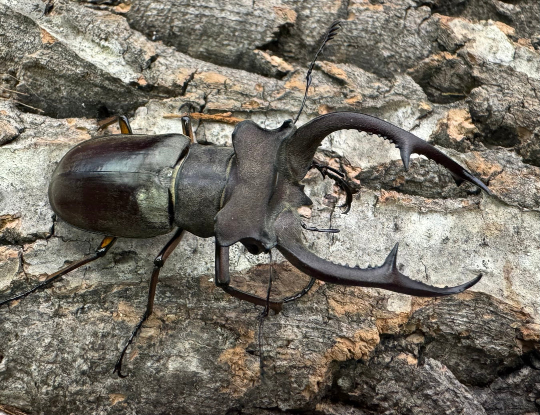 【WD】《クラーツミヤマ原名亜種 57mm ペア》