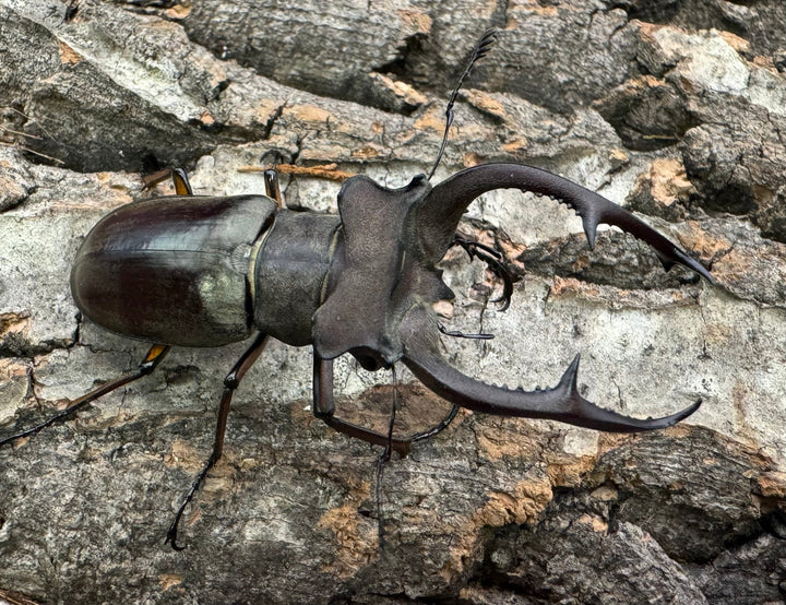 【WD】《クラーツミヤマ原名亜種 57mm ペア》