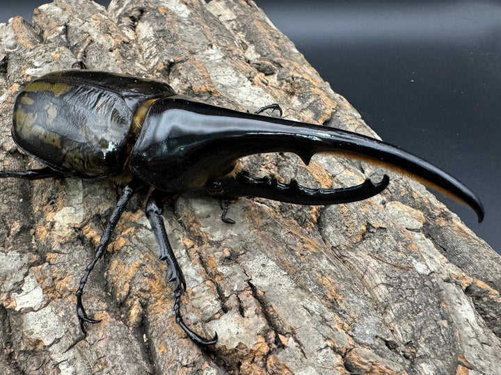 《ヘラクレス・ヘラクレス 144mm ペア》