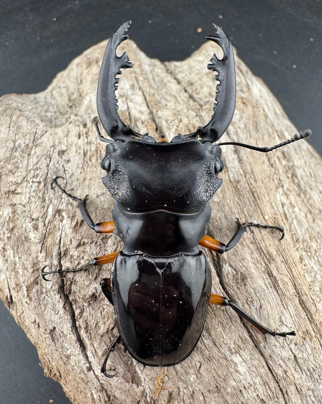 【WD】《インペリアリスツヤ亜種komorii バタラザ産 66mm B品ペア》