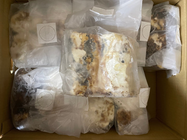 植菌カワラ材 Mサイズ2本入り