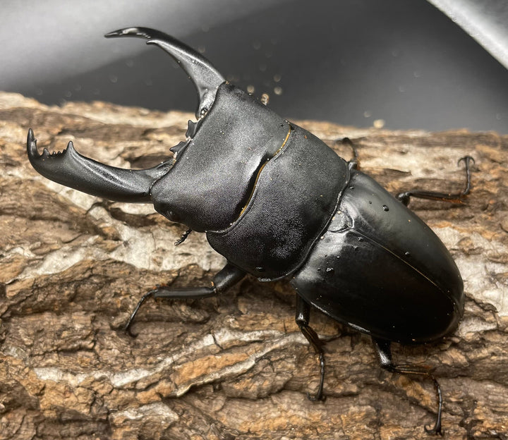 【WD】大型《カマリネスヒラタ 96mm ペア》