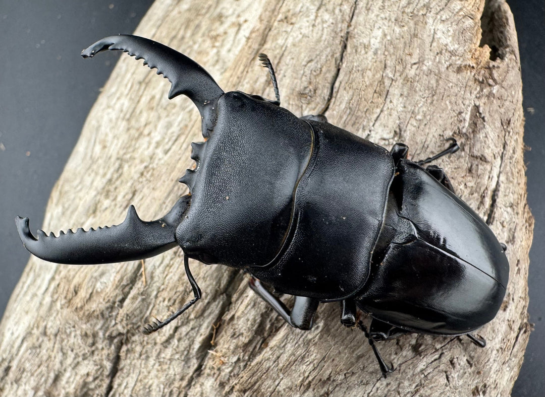 【WF1】《パラワンオオヒラタクワガタ 76mm ペア》