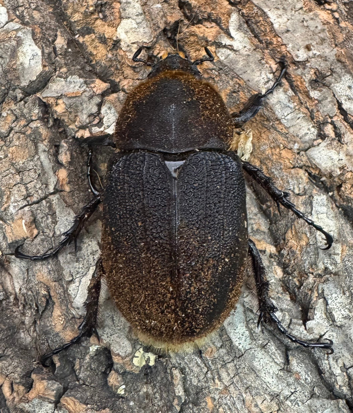 《ヘラクレス・ヘラクレス 144mm ペア》