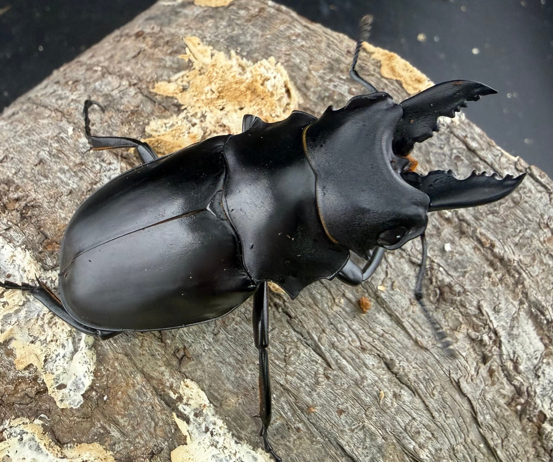 【WF2】《アルケスツヤクワガタ 61mm ペア》わたくわ氏ブリード個体