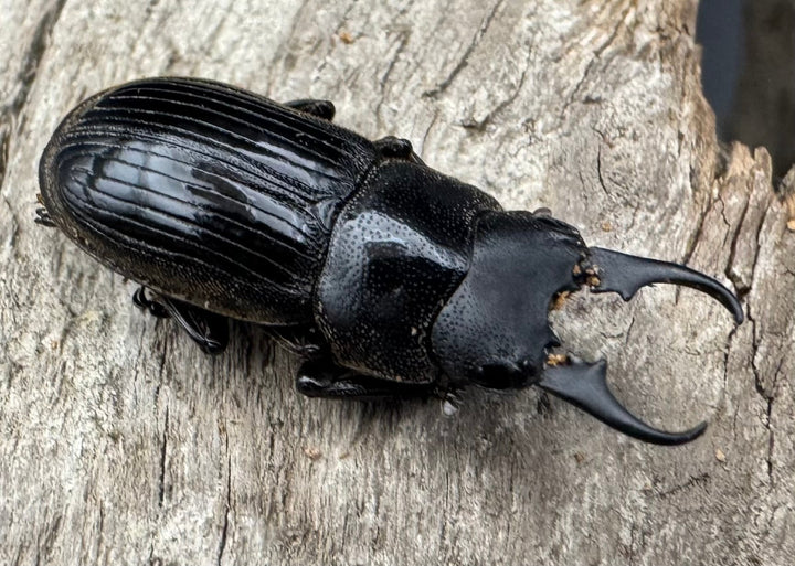 【WD】《ラムリーネブトクワガタ 19mm ペア》