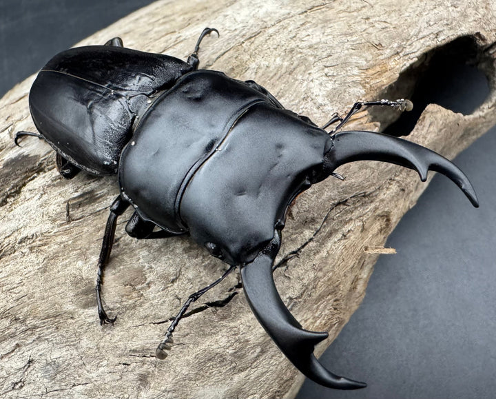 【WD】《パリーオオクワ パロロ パル産 69mm ペア》