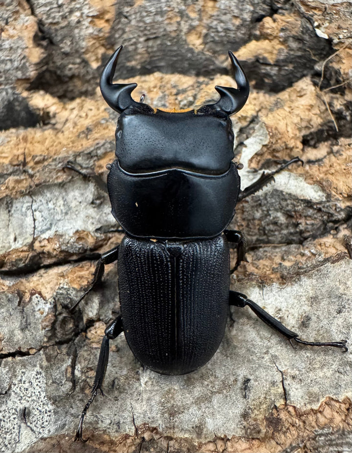 【WD】《ドルクスリンビン 32mm ペア》