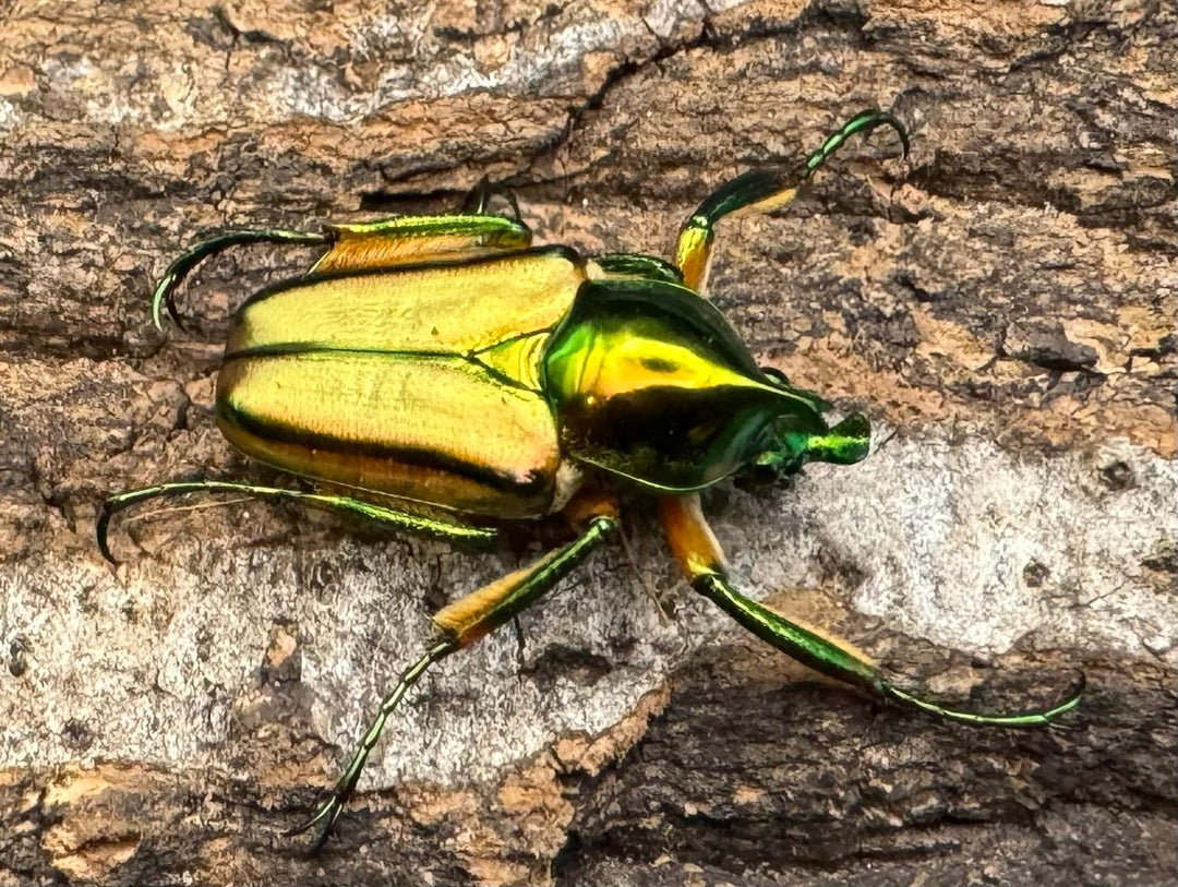 【WD】《ルマウィンヒメカブトハナムグリ ペア》