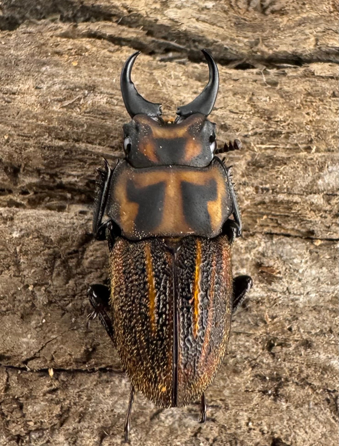 《ソウラニセネブト 16mm ♂♀♀トリオ》