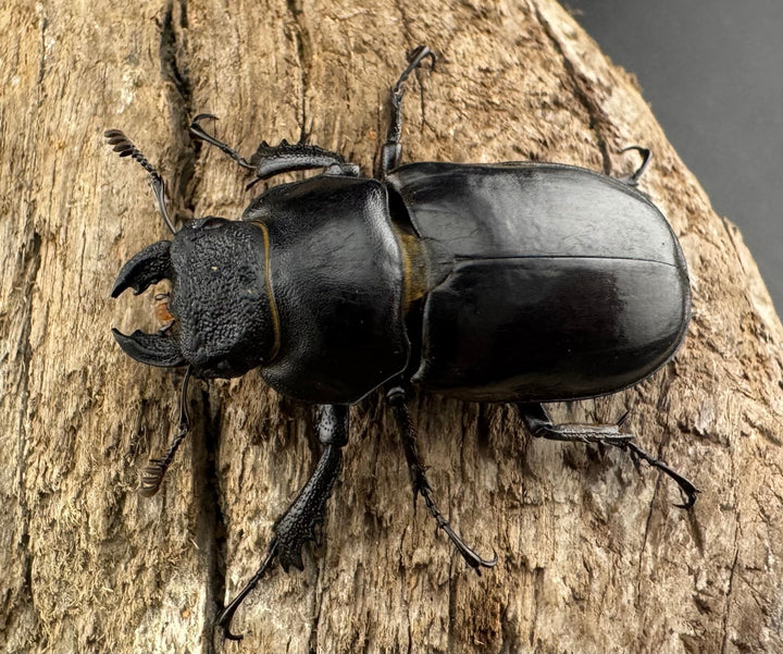 【WD】《チェンミヤマ メトク産 38mm ♀単》