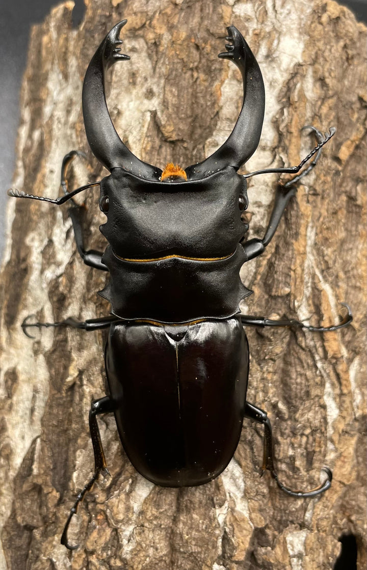 【WD】超大型大歯《アルケスツヤクワガタ 96mm ペア》