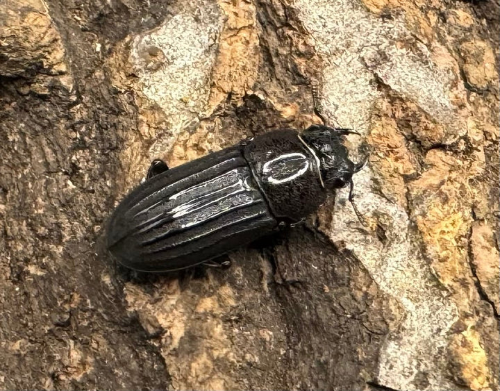 【WD】《モートゥオセスジ原名亜種 ペア》