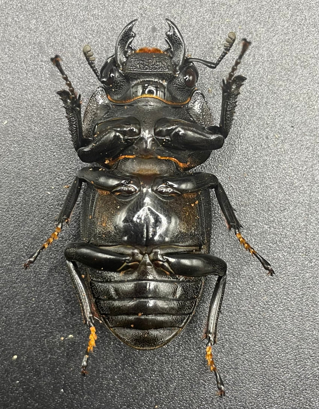 《ホペイオオクワガタ SL血統 74mm ペア》