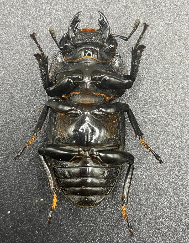 《ホペイオオクワガタ SL血統 74mm ペア》