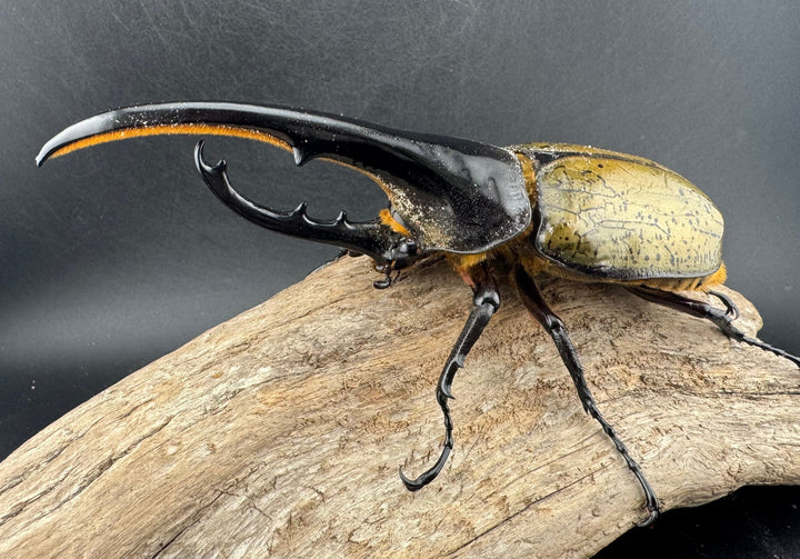 《ヘラクレス・ヘラクレス 147mm ペア》