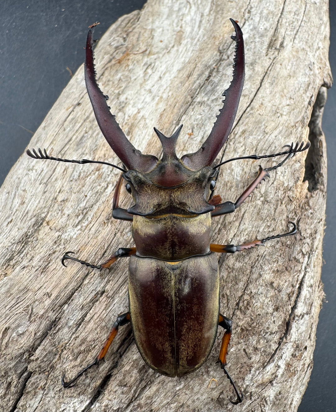 【WD】《プラネットミヤマクワガタ 80mm ペア》