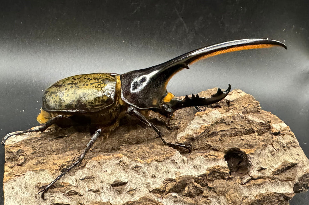 《ヘラクレス・ヘラクレス 126mm ペア》