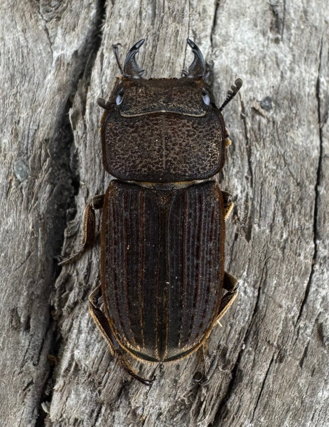 【WD】《ウルスルスサビクワガタ チベット産 21mm ペア》