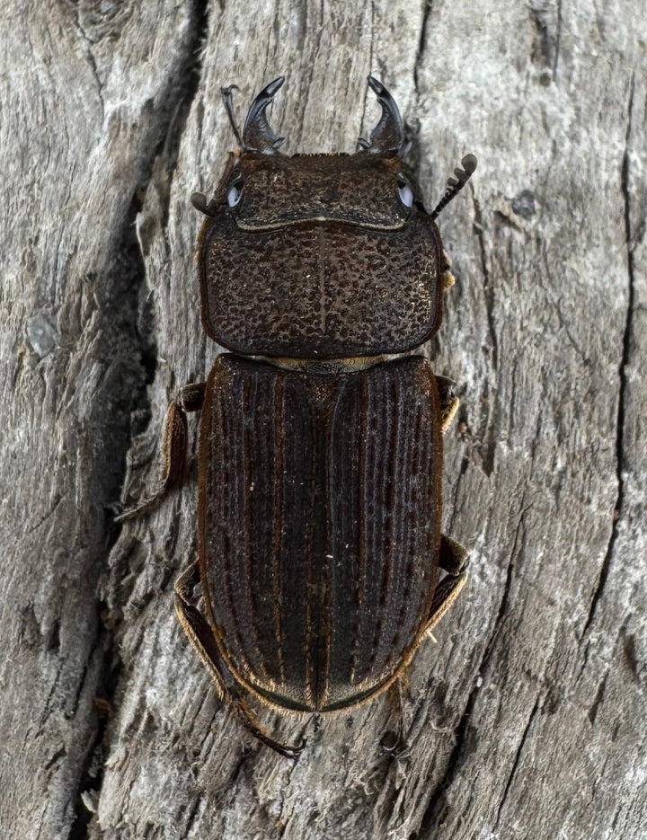 【WD】《ウルスルスサビクワガタ チベット産 21mm ペア》