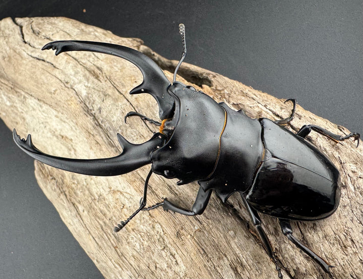 【WD】《インターメディアツヤクワガタ バタラザ産 92mm ペア》