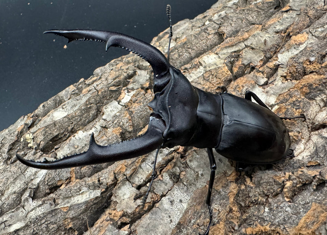 【WD】《マンディブラリスフタマタ 100mm ペア》