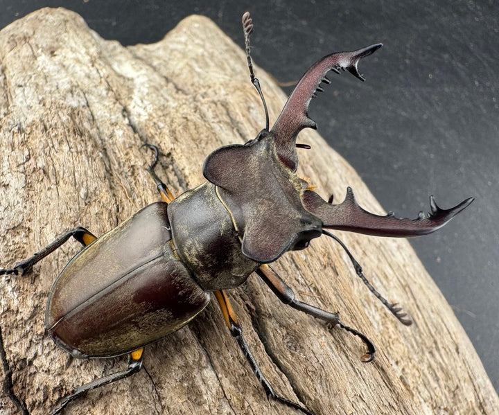 【WD】《ディボウスキーミヤマ原名亜種（チョウセンミヤマ） 遼寧省産 56mm ペア》