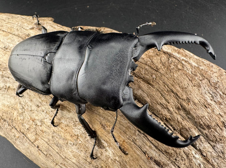 【WD】《パラワンオオヒラタ ガントン産 97mm ペア》