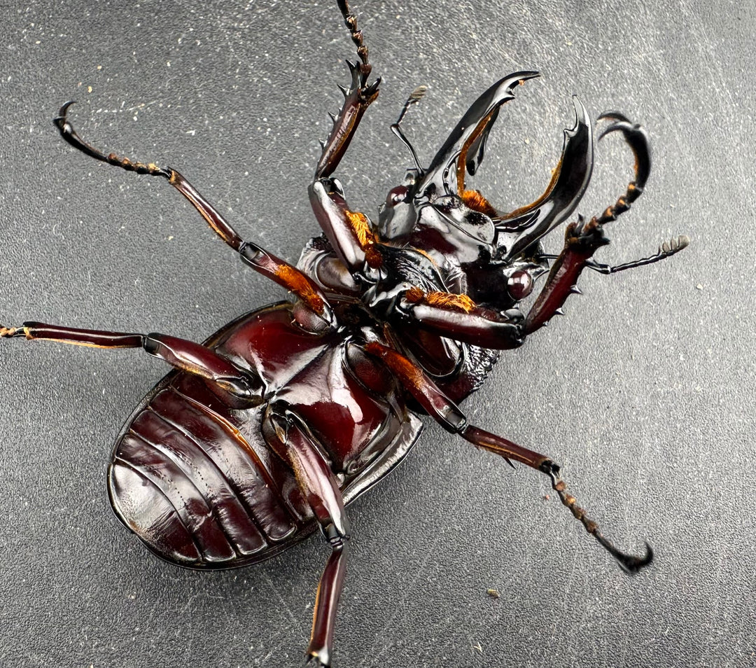 【赤目】《赤レギウスオオツヤクワガタ 61mm ペア》