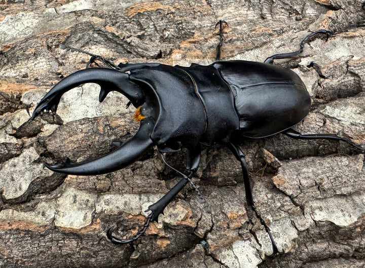 【WD】《アルケスツヤクワガタ 80-87mm ペア》