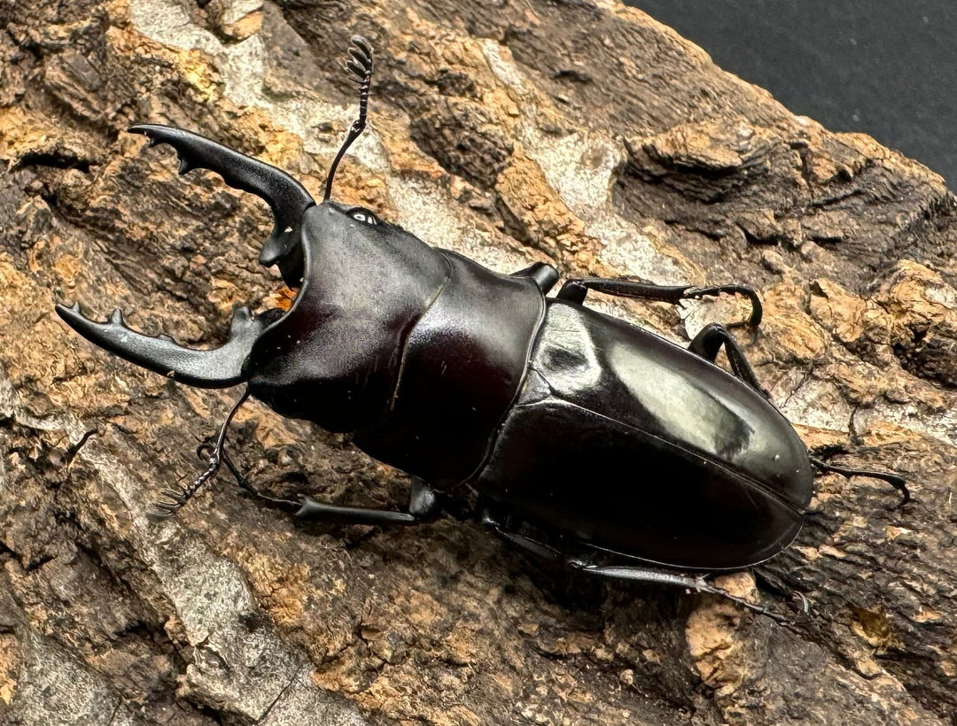 【WD】《ブッダノコギリ フィリピン北部亜種  44.5mm ペア》