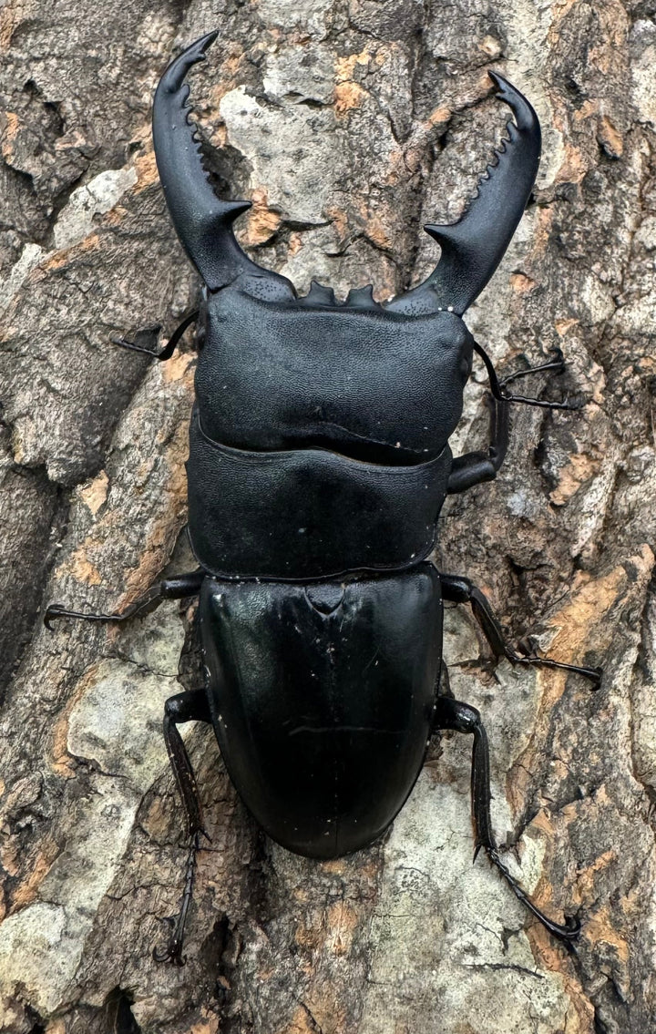 【WD標本用】エラー個体《パラワンオオヒラタ 81mm ペア》