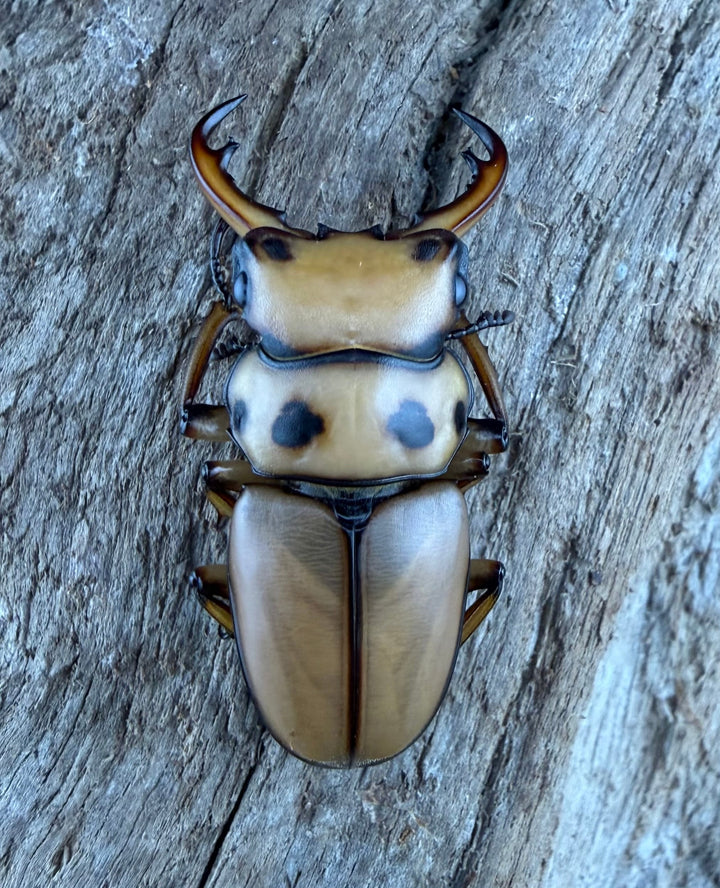 【WF1】《メリーメンガタクワガタ 37.5mm ペア》