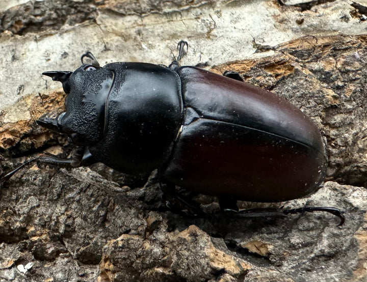 【WD】《ドンキエルコクワ原名亜種 チベット産 36mm ♀単》