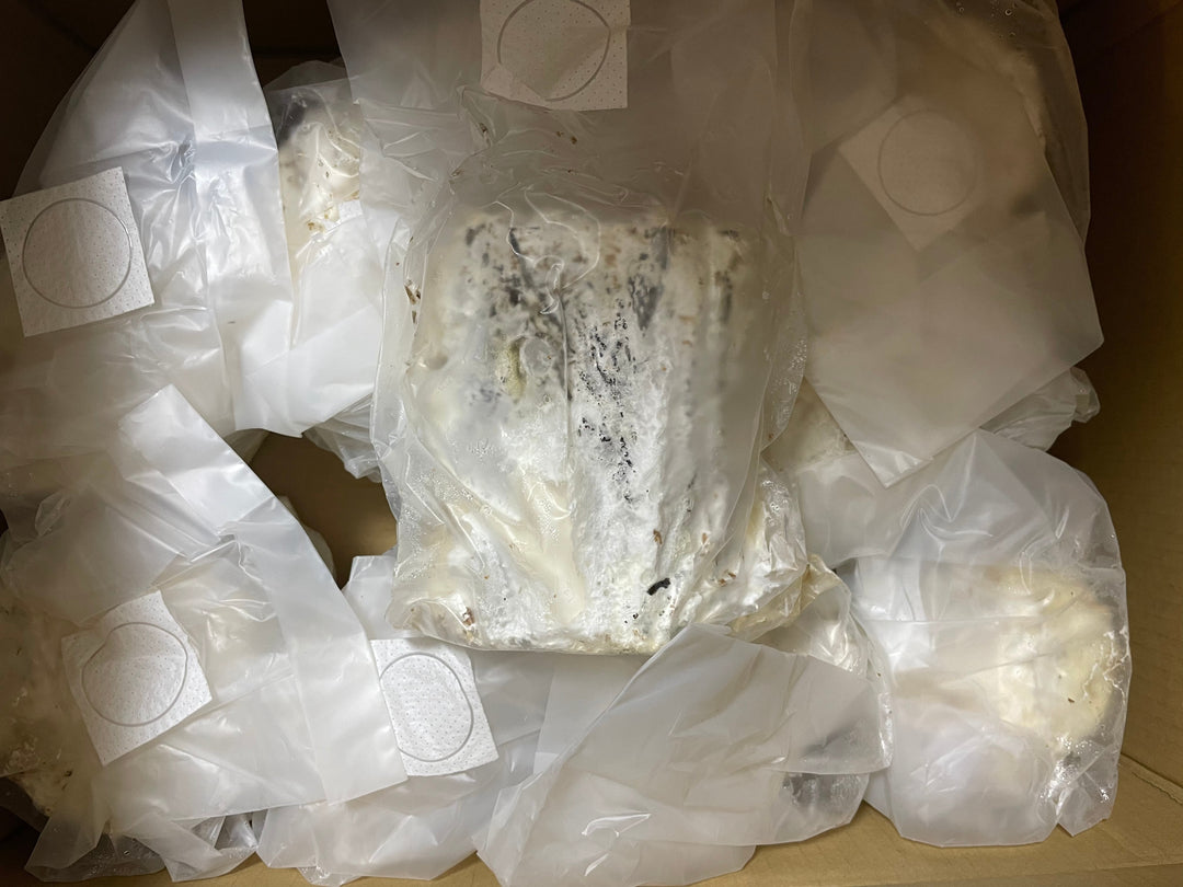 植菌カワラ材 Lサイズ1本入り