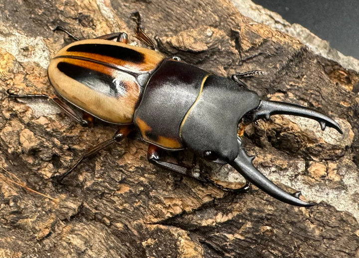 《ラテラリスノコギリ亜種マイリーン 44mm ♂単》