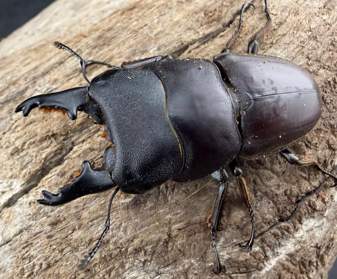 【WD】《タウルスヒラタ パラワン亜種 ロハス産 50mm ペア》