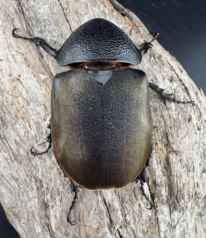 【WD】《スマトラコーカサスオオカブト 90mm ペア》