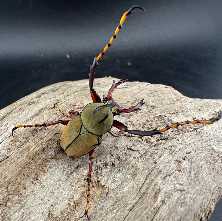 【WD】《ワリックツノハナムグリ亜種bowringi Free ペア》②