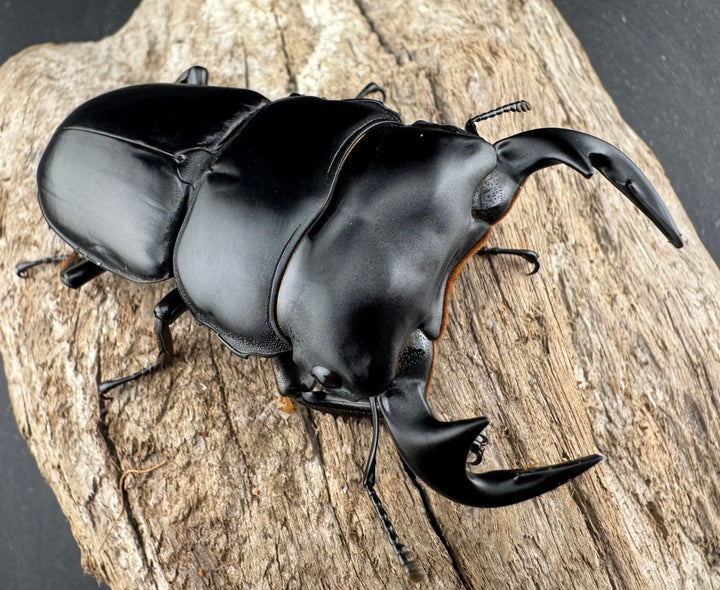 【WD】《アンタエウスオオクワ カオバン産 71mm ペア》